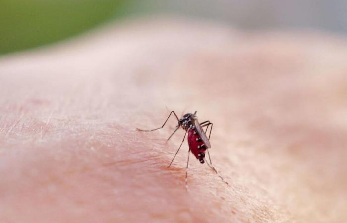 Francia
      expuesta
      al
      riesgo
      de
      epidemias
      por
      el
      insecto
      en
      los
      próximos
      años
      –
      Mi
      Blog