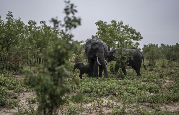 Zimbabue,
      azotado
      por
      la
      sequía,
      sacrificará
      200
      elefantes
      –
      Mi
      blog