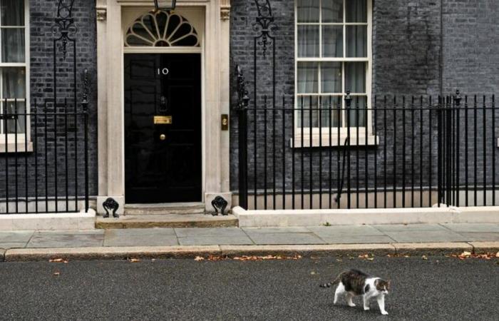 El
      gato
      de
      Downing
      Street,
      Larry,
      es
      un
      “pequeño
      imbécil”,
      dice
      el
      descontento
      ministro
      británico
      de
      Escocia