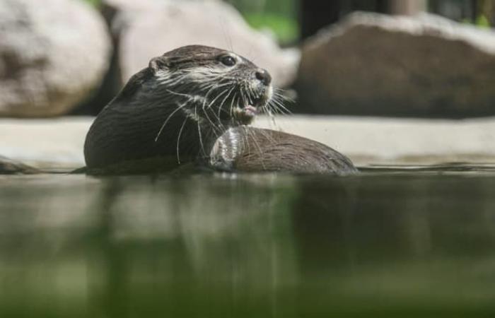 Madre
      salva
      a
      un
      niño
      que
      una
      nutria
      llevó
      al
      agua