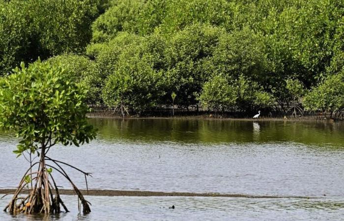 En
      Mozambique,
      un
      vasto
      proyecto
      de
      restauración
      de
      manglares
      validado