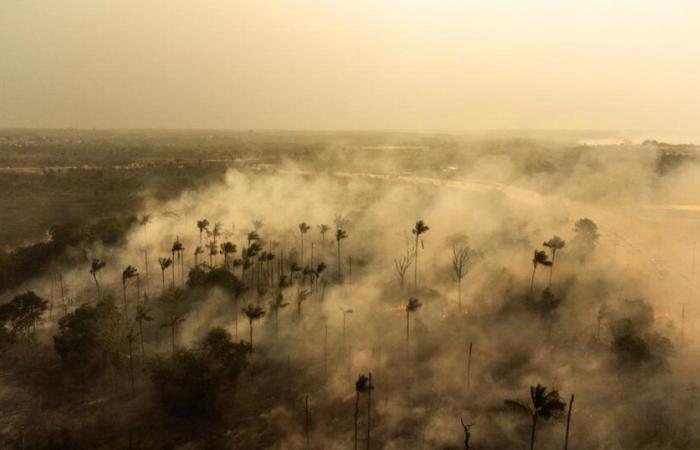 En
      llamas,
      la
      Amazonia
      está
      a
      punto
      de
      transformarse
      irremediablemente
      en
      sabana
      –
      rts.ch
      –
      .