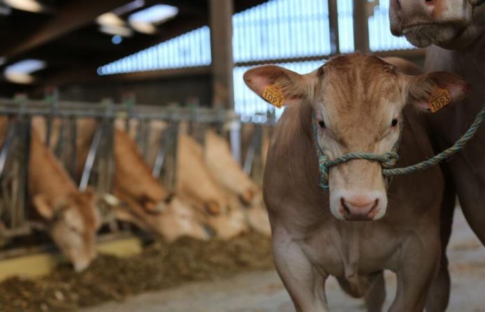 Los
      agricultores
      esperan
      respuestas
      del
      gobierno
      en
      la
      feria
      ganadera