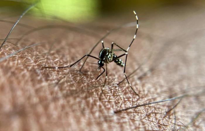 Detectados
      por
      primera
      vez
      ejemplares
      infectados
      con
      dengue
      en
      Francia
      metropolitana
      –
      .