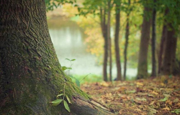 Se talarán árboles sanos en la ciudad de Yvelines (petición lanzada)