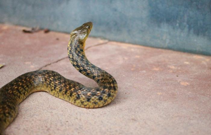 Una muerte por mordedura de serpiente cada 4 a 6 minutos en el mundo (OMS)