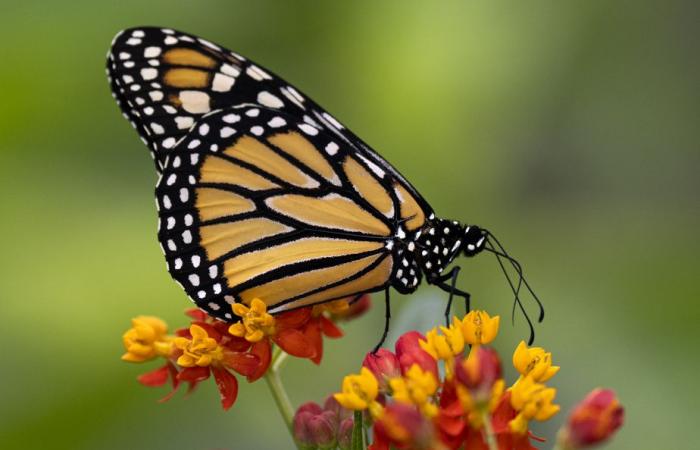 Reino Unido | Récord de descenso en el número de mariposas