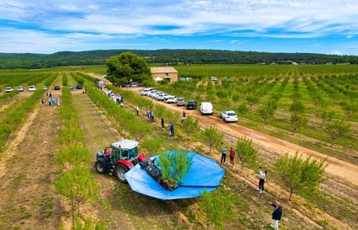 “Es raro hoy en día tener un mercado tan prometedor como el de las almendras”