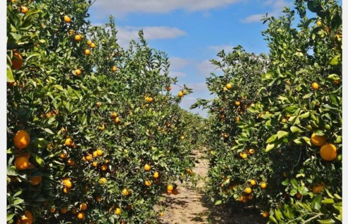 “Los primeros contratos de cítricos egipcios son comparables a los niveles de precios anteriores a la crisis del Mar Rojo”