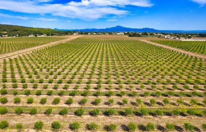 “Es raro hoy en día tener un mercado tan prometedor como el de las almendras”