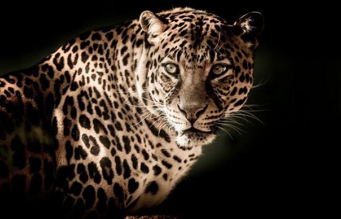 Un leopardo mata a tres personas en Rajastán y el ejército participa en la operación de búsqueda