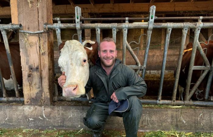 Vacas vestidas de gala para el descenso de Lignières desde los Alpes