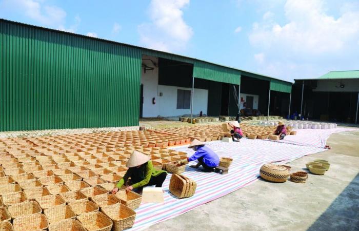 Manos doradas tejen la esencia de la juncia en Thai Binh