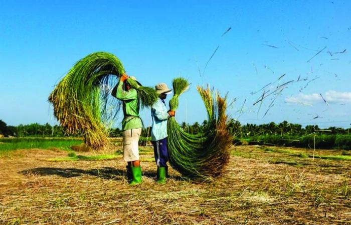 Manos doradas tejen la esencia de la juncia en Thai Binh