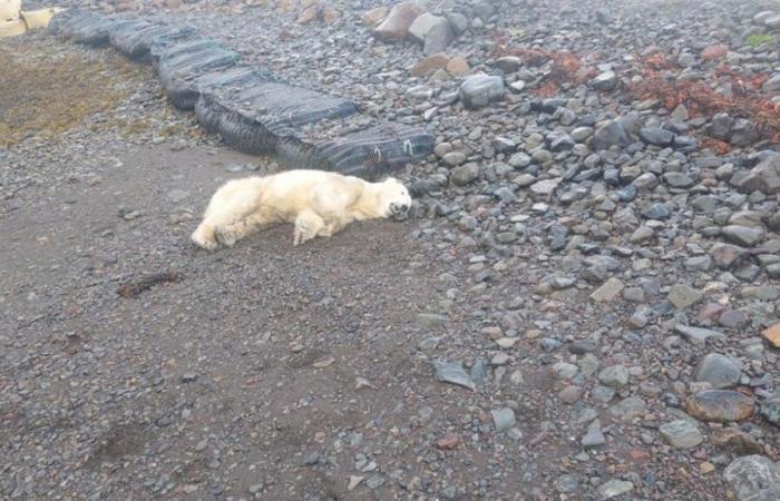 La policía mata a tiros al primer oso polar de Islandia desde 2016