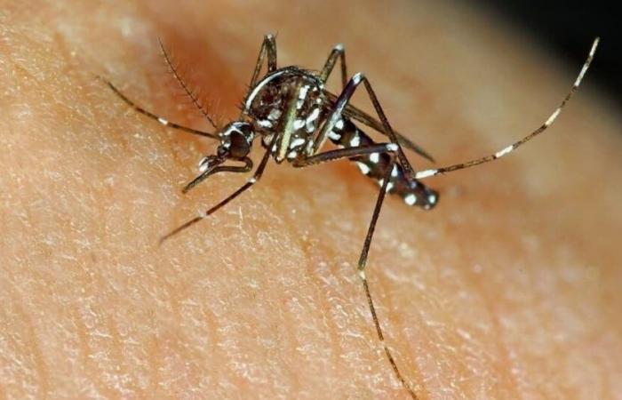 Detectados mosquitos tigre infectados en Francia, ¿cuáles son los riesgos?