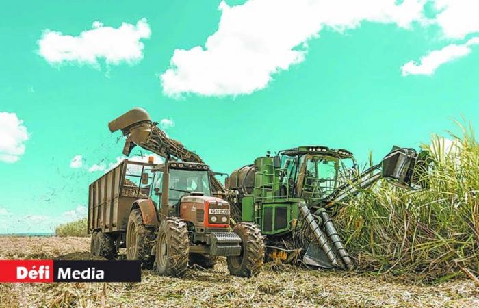 El alma de los campos…oro en cristales