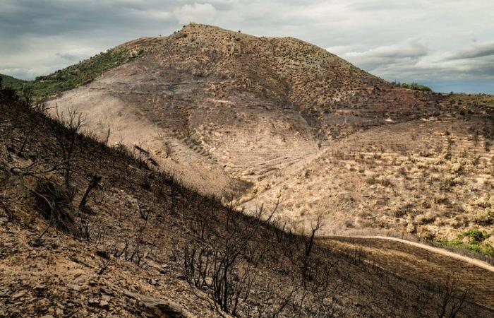 Plantaciones de hierbas quemadas, agroturismo en peligro, indemnizaciones pendientes… ¿Cómo ve el futuro este agricultor de Castelnou?