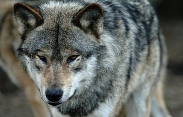 Círculo 12 criadores satisfechos con la posible reducción de la protección del lobo en Europa