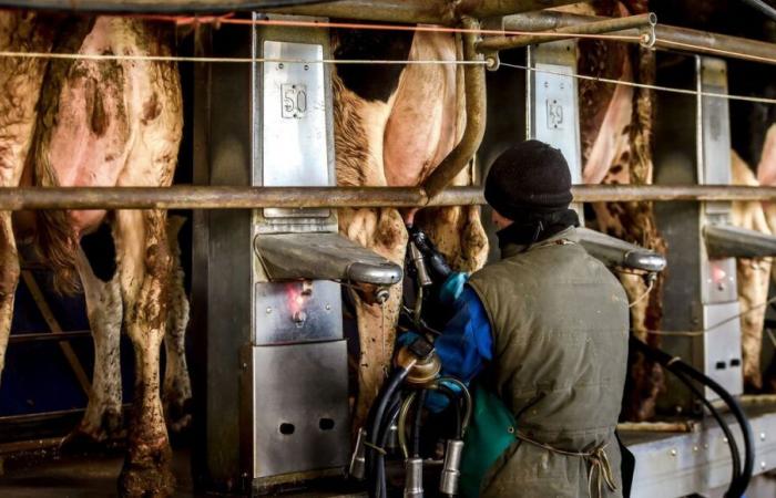 ¿Cuál es el peso del gigante Lactalis en Francia y en el mundo?