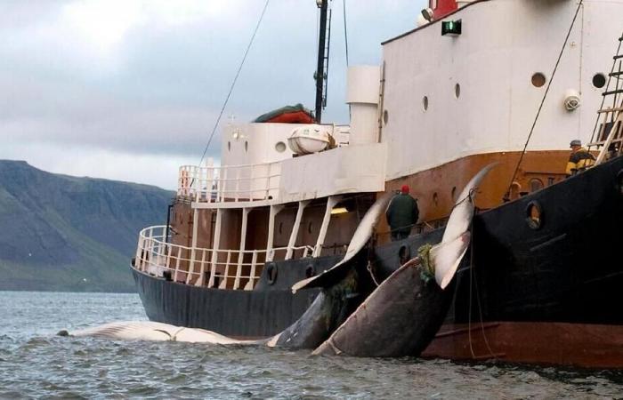 La caza comercial de ballenas no puede reanudarse tras el fracaso de las negociaciones