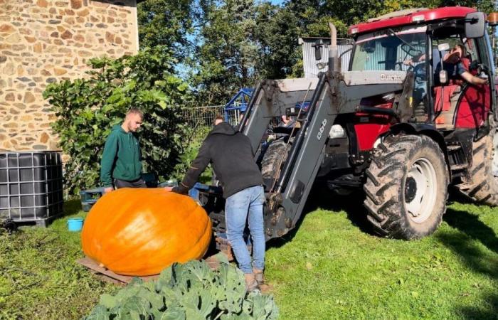 Campeón de Francia por sus verduras gigantes, un manchois repite su título en Vendée