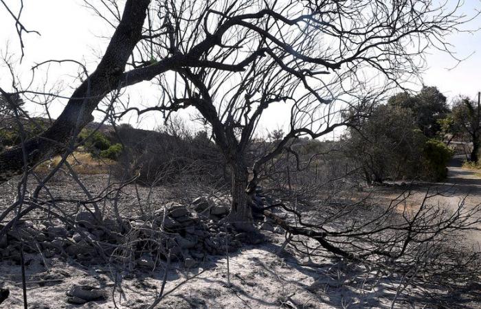 Cómo proteger el macizo de Gardiole de los incendios, los representantes electos de Agglo buscan soluciones