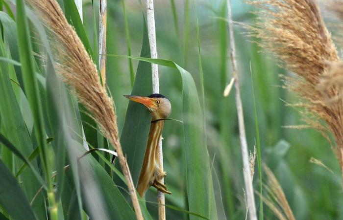 El concurso de fotografía de naturaleza Déclic dio su veredicto en Prades