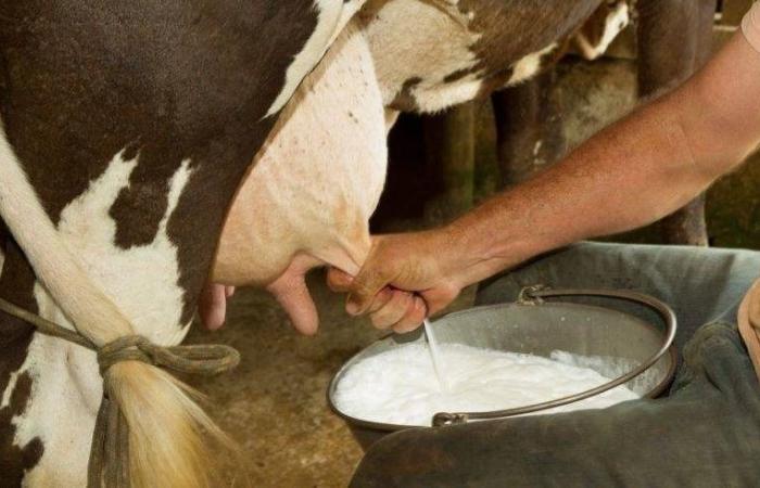 La sequía y las importaciones amenazan a los productores de leche