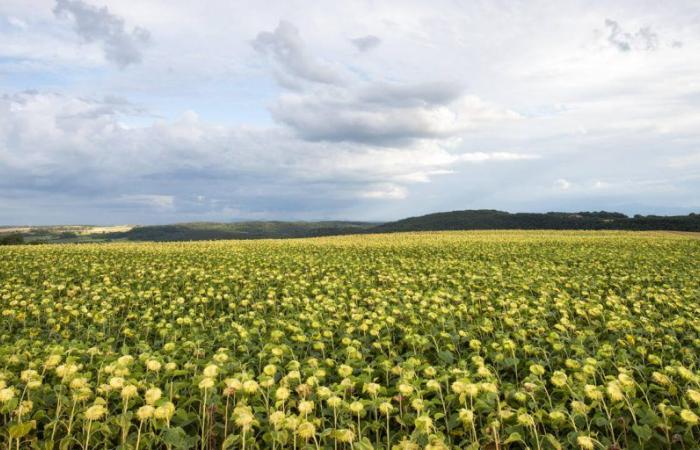 Tanto en Suiza como en Europa cortamos girasoles.