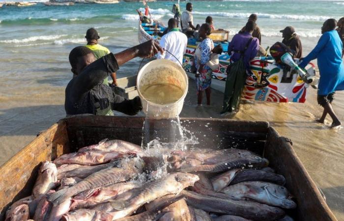 Avances decisivos hacia un sector sostenible en Senegal y Camerún