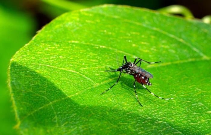 Estos árboles repelen los mosquitos y previenen el dengue