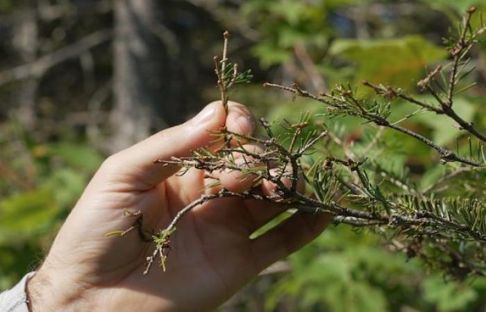 El gusano de las yemas del abeto gana terreno en Chaudière-Appalaches