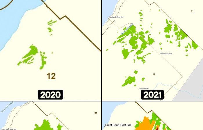 El gusano de las yemas del abeto gana terreno en Chaudière-Appalaches