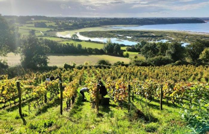 en la cosecha de los viticultores aficionados del Mont Garrot, en Saint-Suliac, en Ille-et-Vilaine