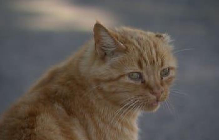 EN FOTOS | Gatos callejeros, un problema exponencial que cuesta miles de dólares a los ciudadanos