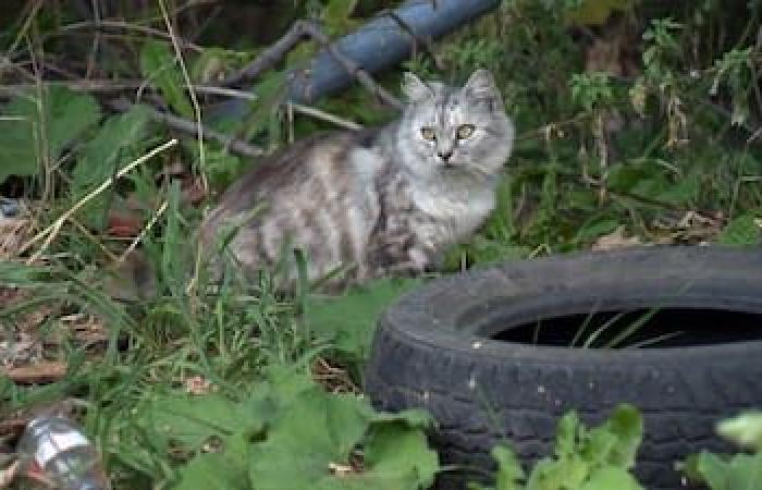 EN FOTOS | Gatos callejeros, un problema exponencial que cuesta miles de dólares a los ciudadanos