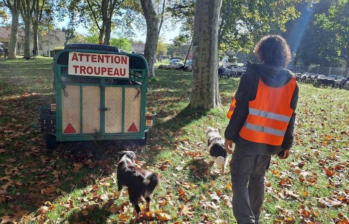 Maloë, 16 meses, aprendió a caminar en los pastos de verano