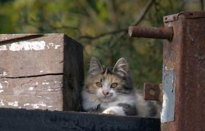 EN FOTOS | Gatos callejeros, un problema exponencial que cuesta miles de dólares a los ciudadanos