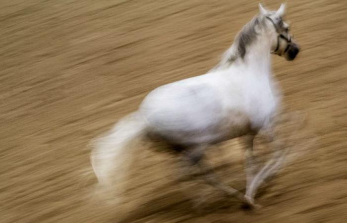 su caballo desaparece de la noche a la mañana, esta vecina presenta denuncia por robo