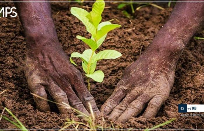 350 árboles plantados en varias zonas del municipio de Gnith – agencia de prensa senegalesa