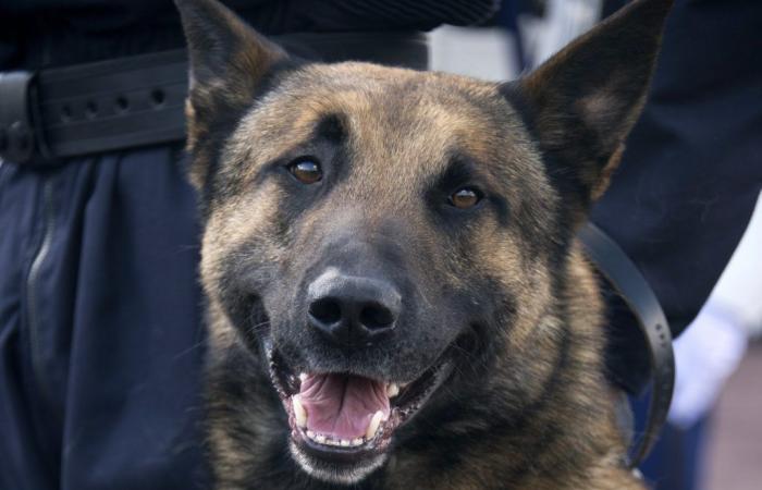 El jefe de la SPA enojado por la explosión de abandonos de Malinois