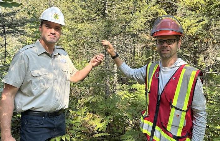 El gusano de las yemas del abeto gana terreno en Chaudière-Appalaches