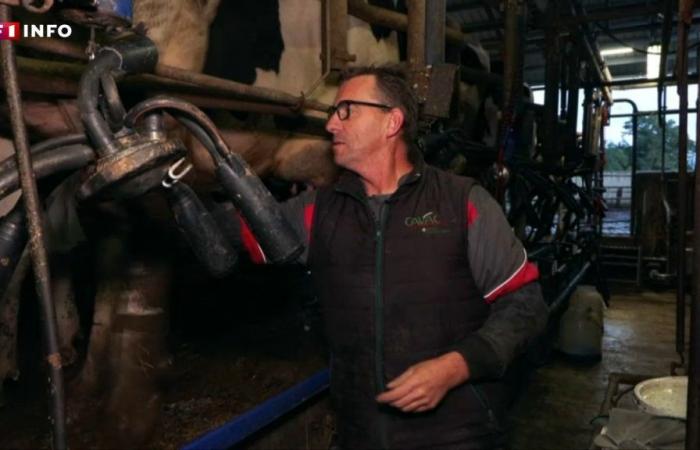 Cientos de productores de leche preocupados tras la decisión de Lactalis de reducir su recaudación