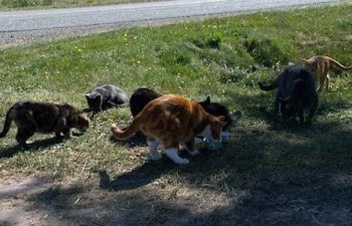 EN FOTOS | Gatos callejeros, un problema exponencial que cuesta miles de dólares a los ciudadanos