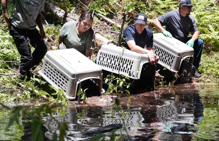 Castores para proteger la biodiversidad