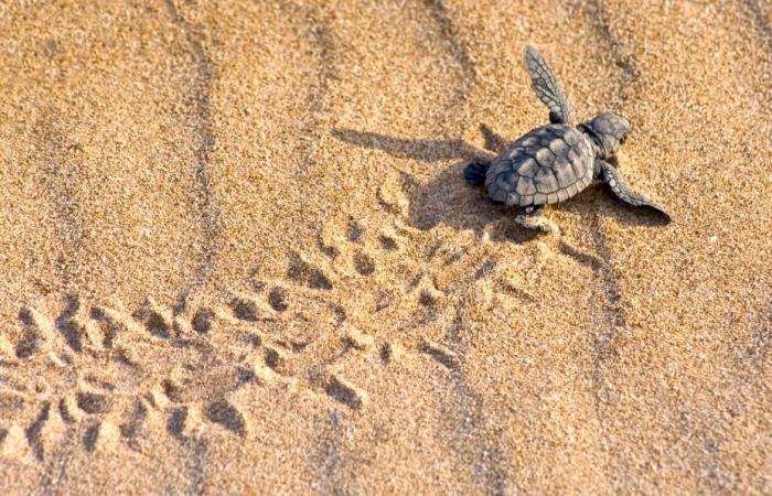 tortugas bebé bien protegidas