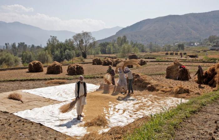 Los precios mundiales del arroz caen después de que India permite las exportaciones de arroz blanco