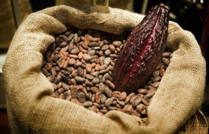 Los nuevos precios del cacao y el café revuelven a los agricultores