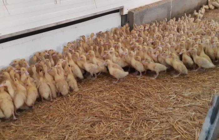 Gaviotas infectadas en Saint-Nazaire, la vacunación de los patos en Vendée es esencial